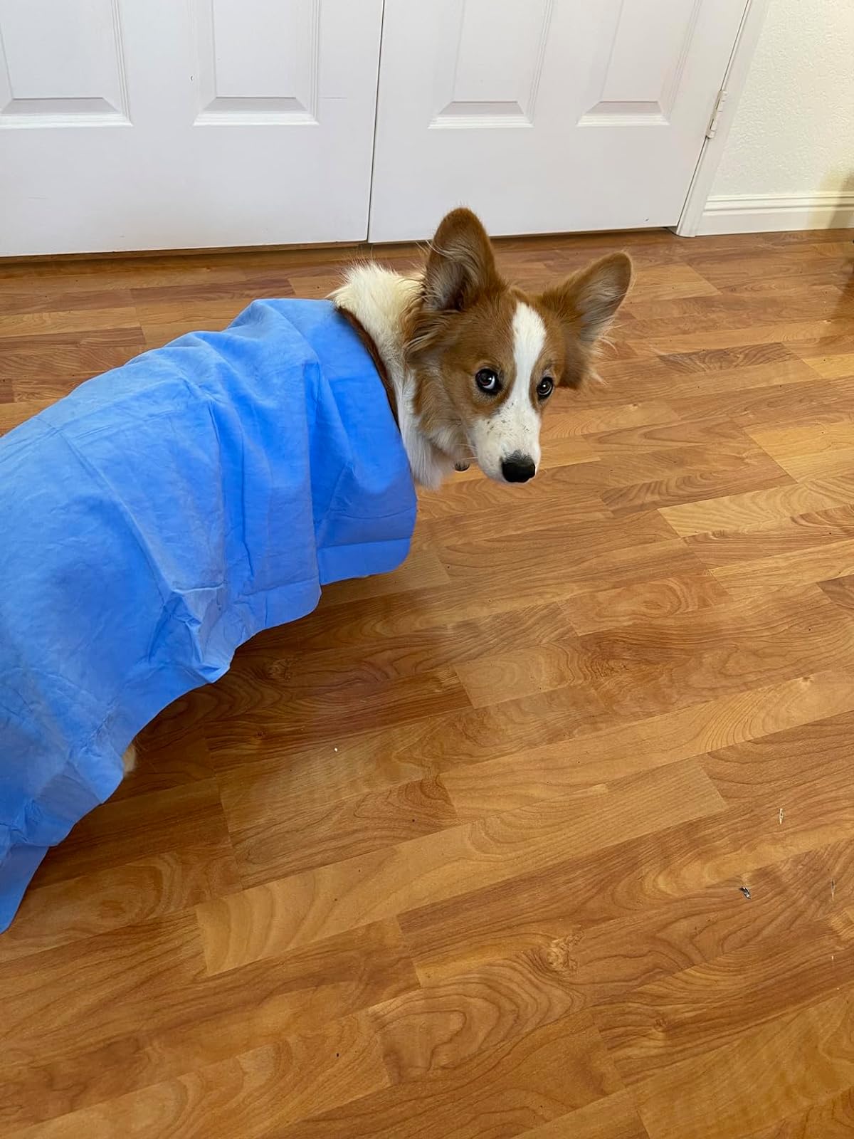 Dog with Bag