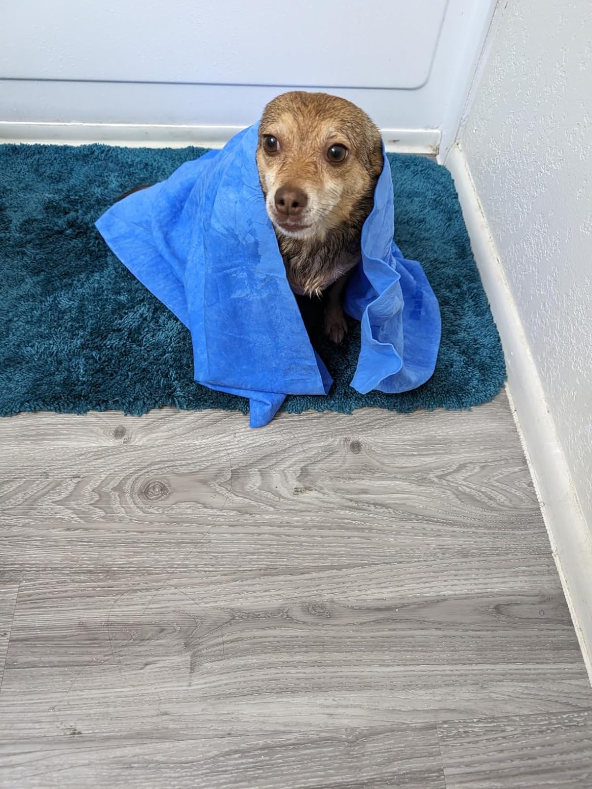 Dog with Bag