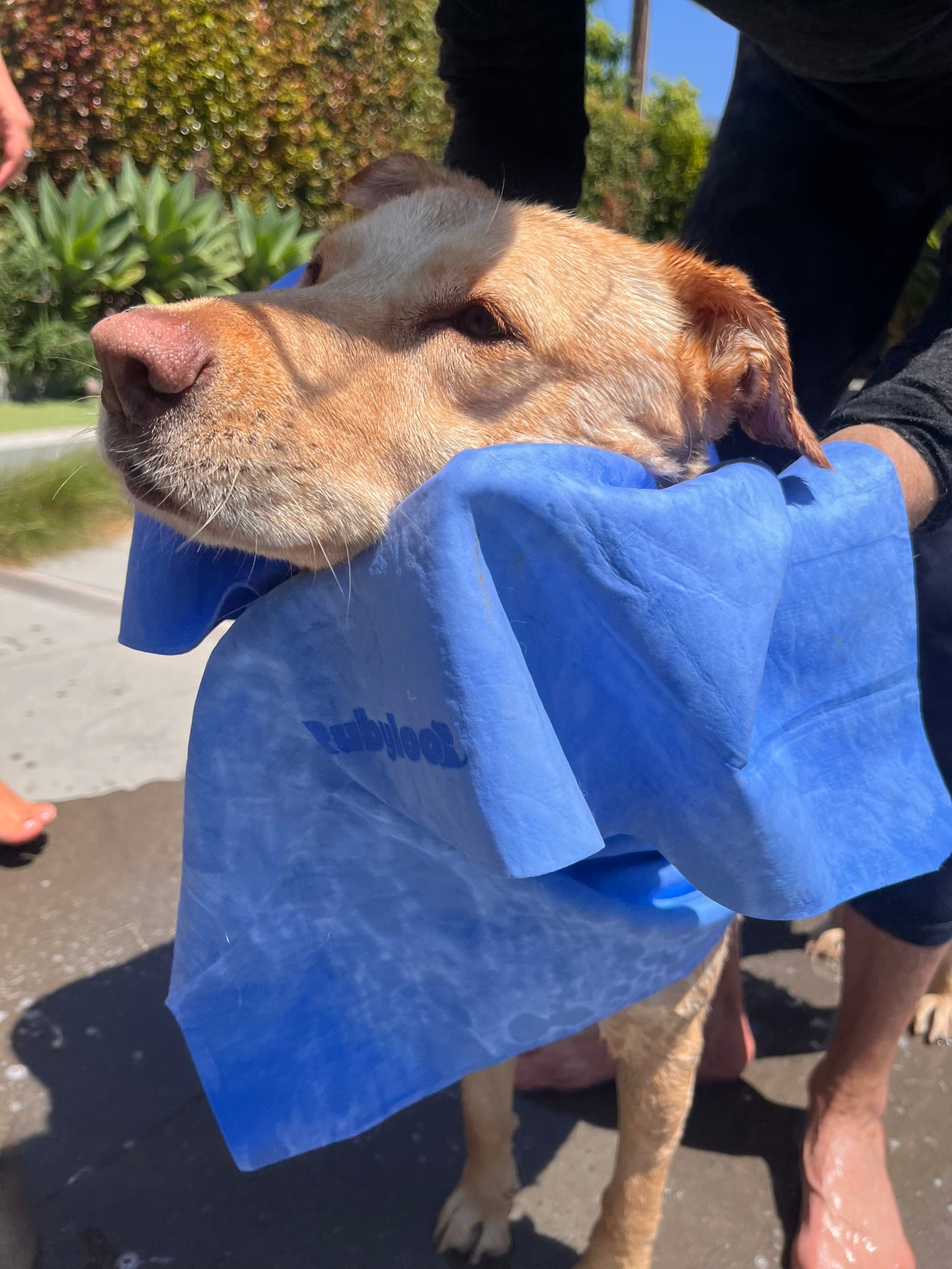 Dog with Bag