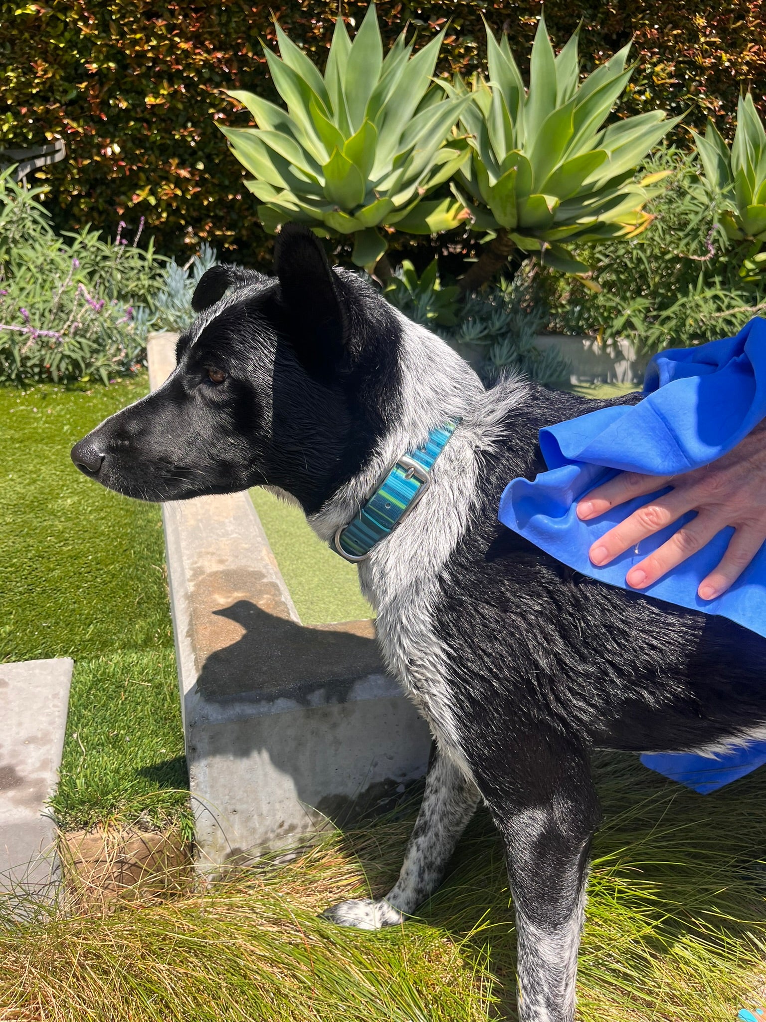 Dog with Bag