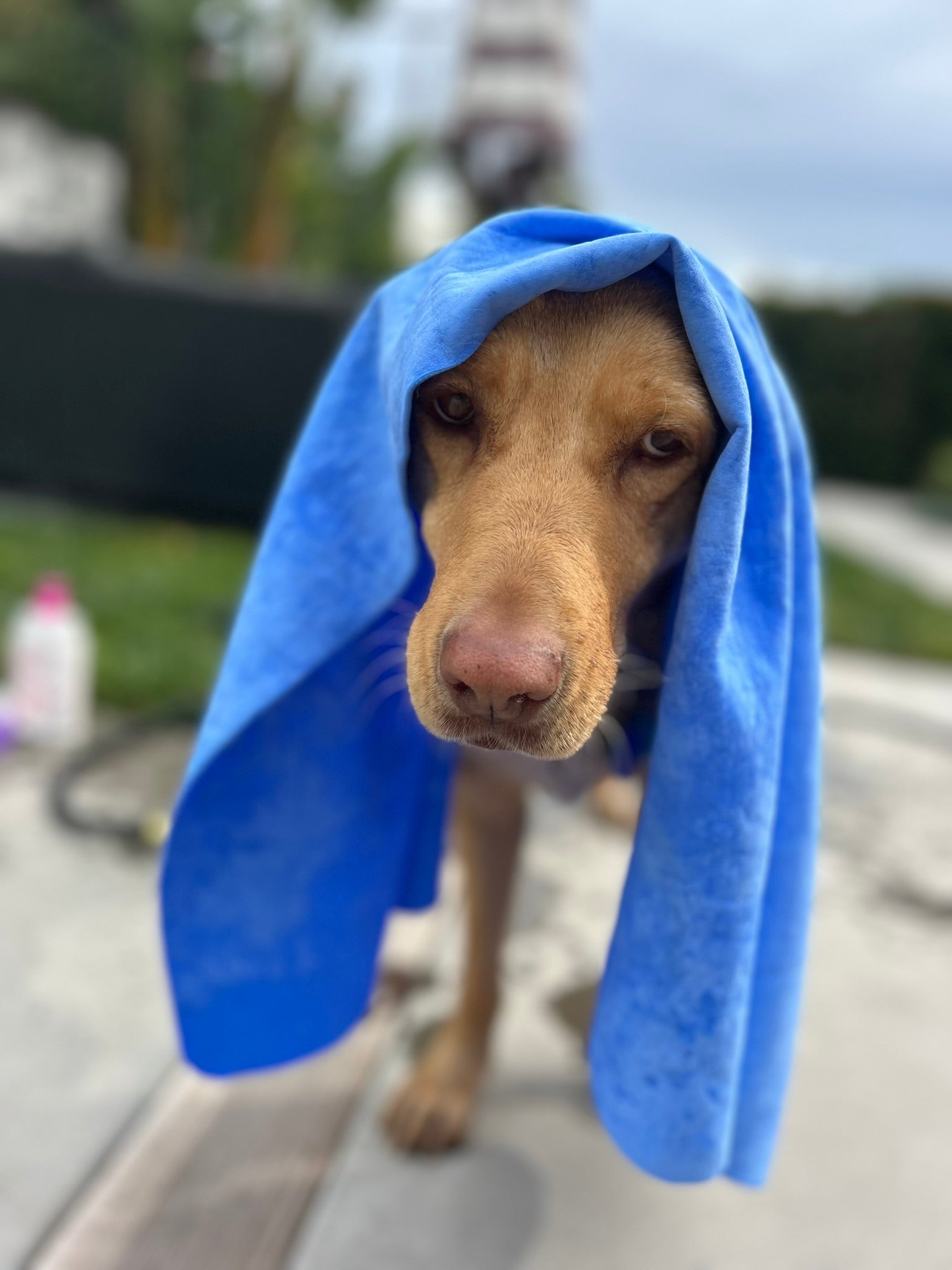Dog with Bag