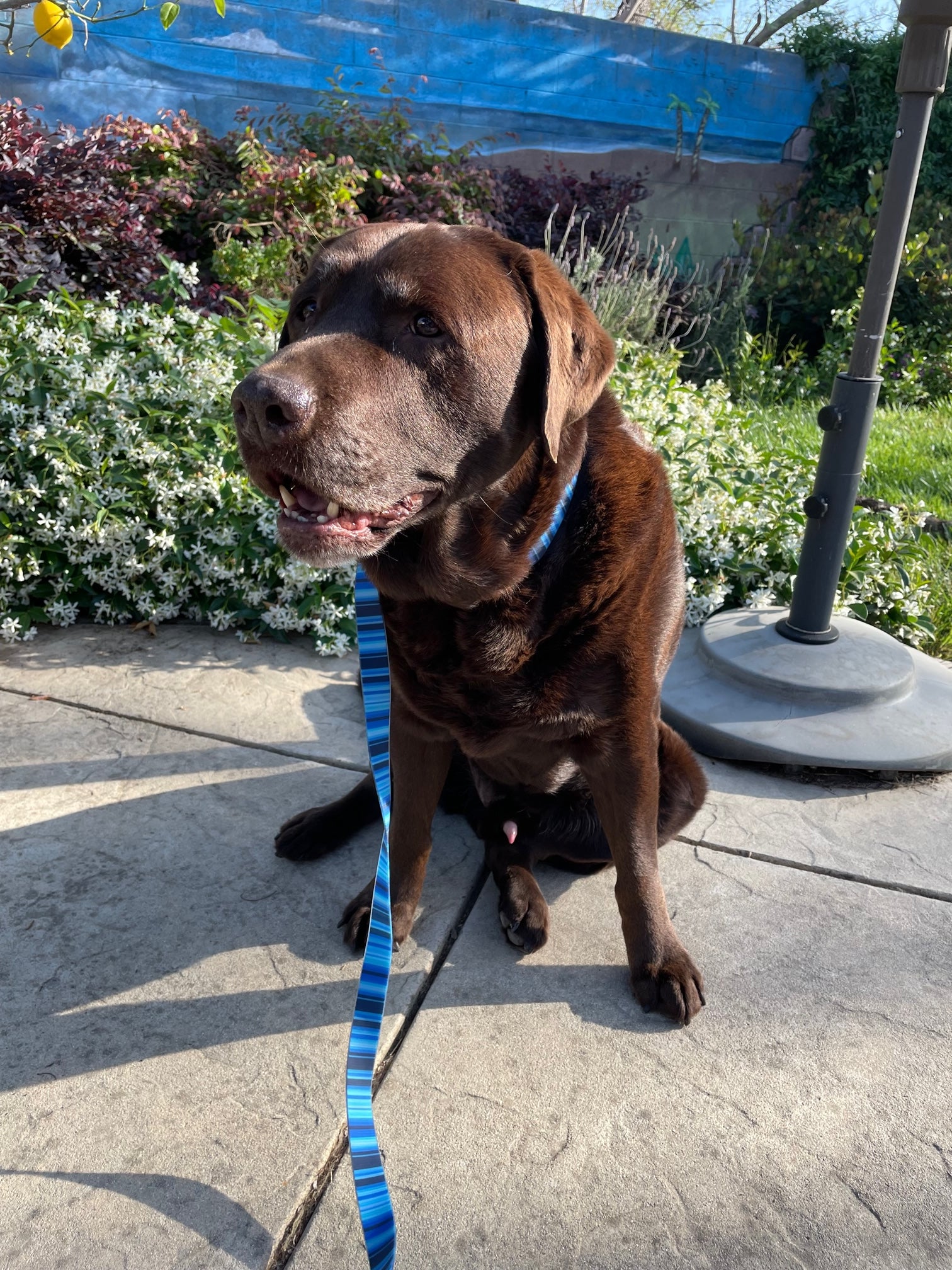 Dog with Bag