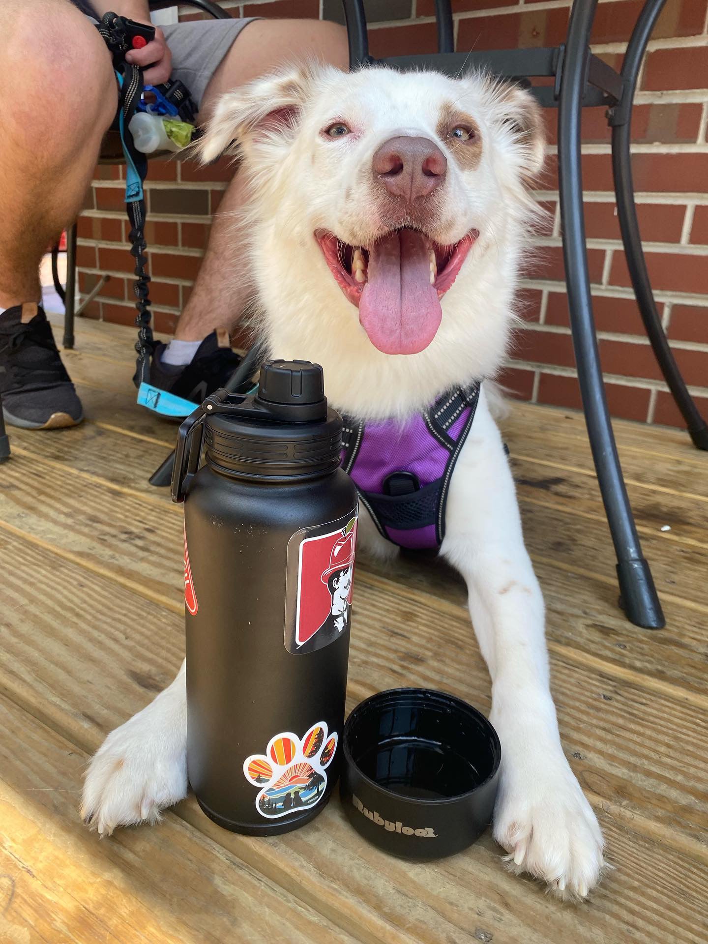 Dog with Bag