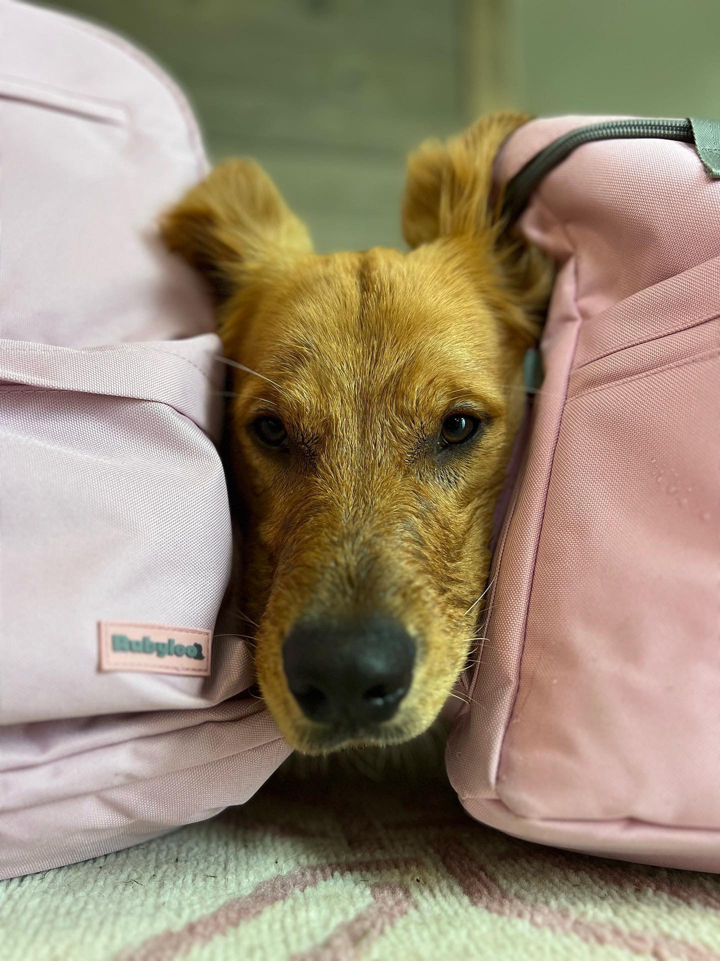 Dog with Bag