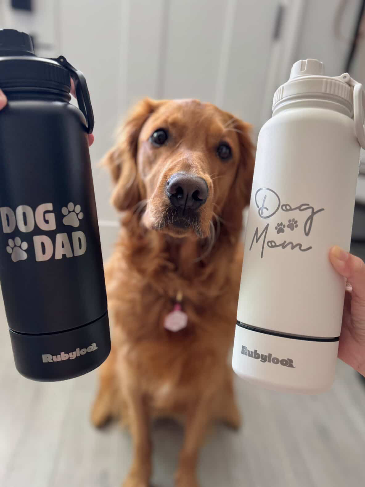 Dog with Bag