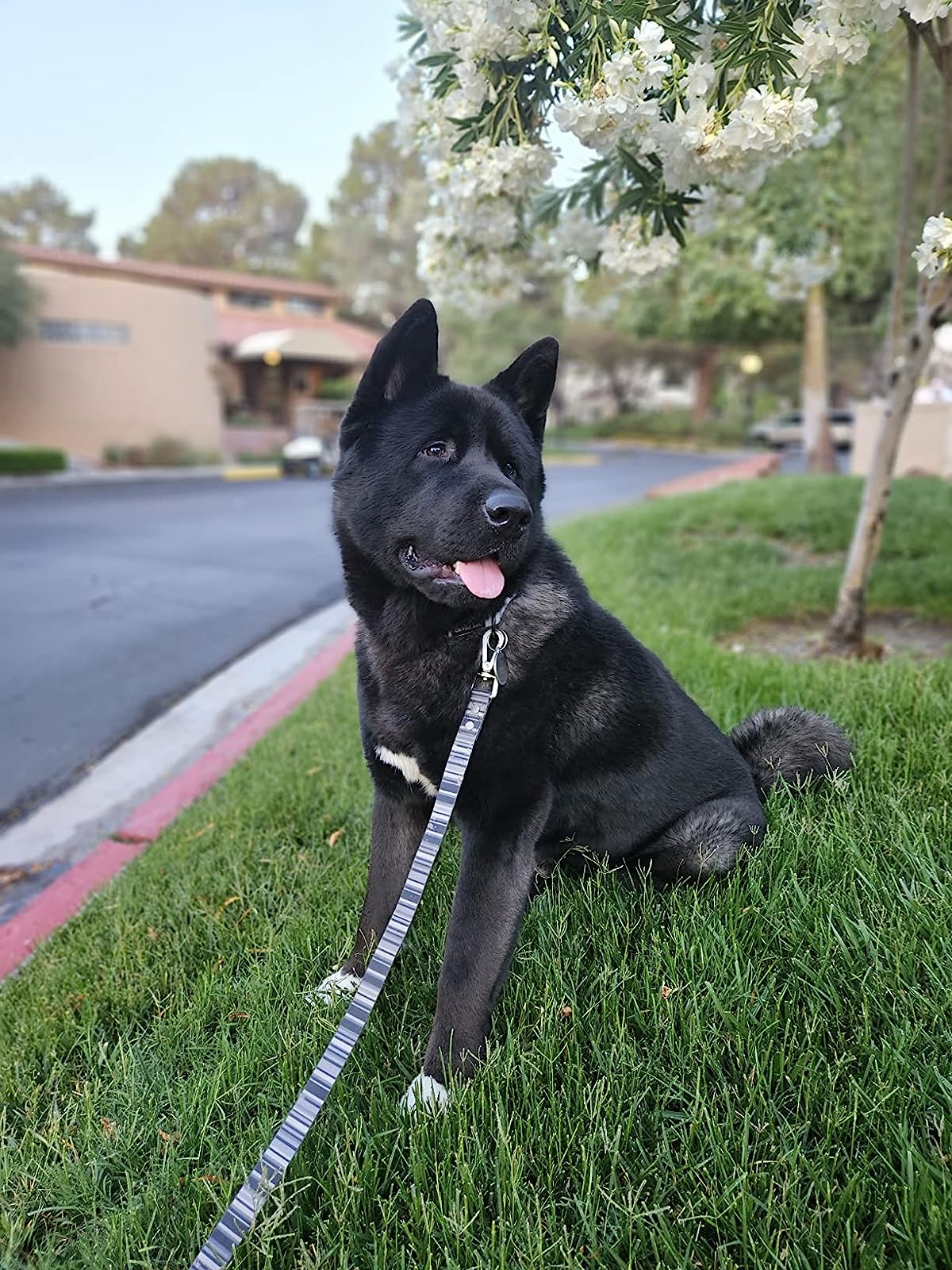Dog with Bag