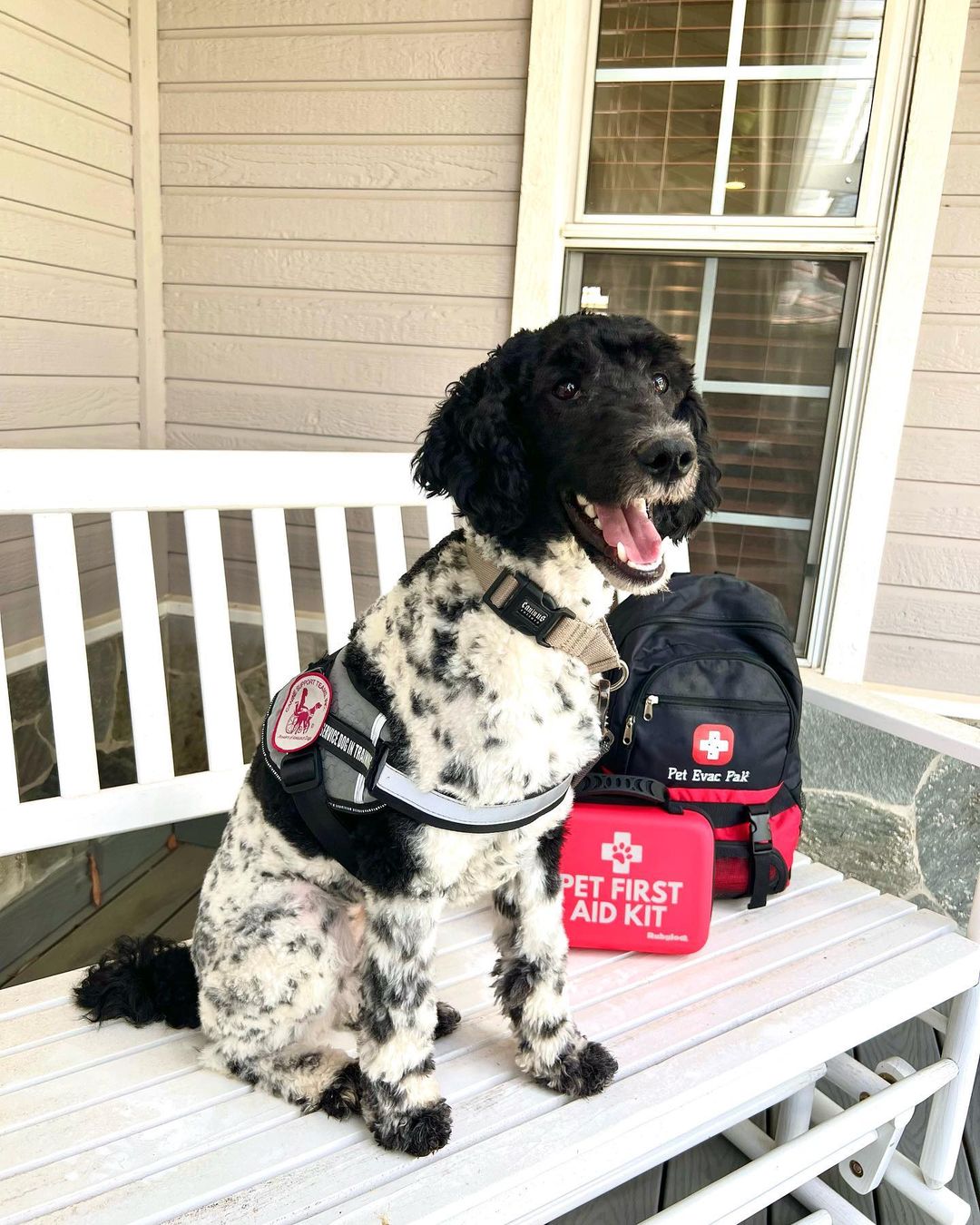 Dog with Bag