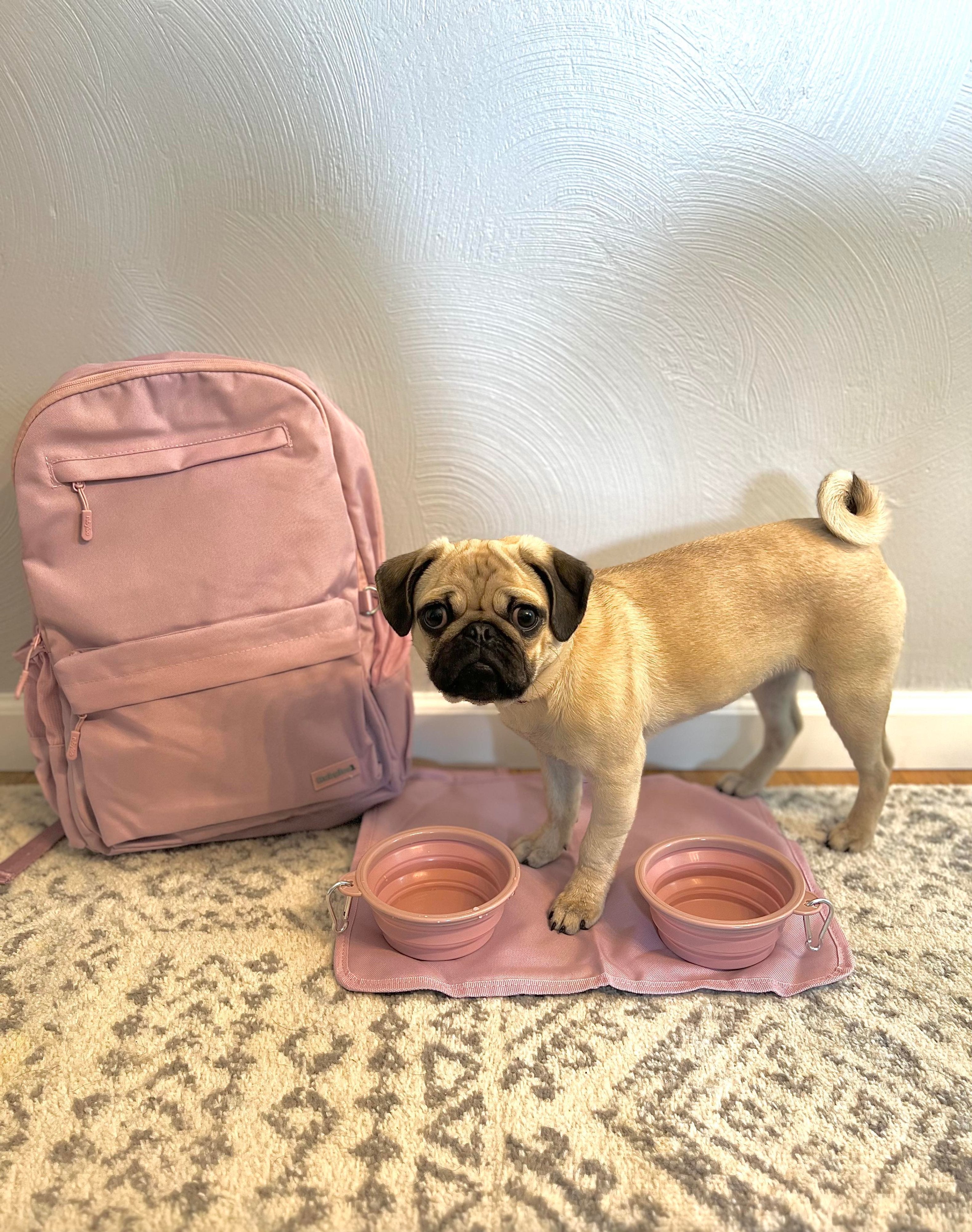 Dog with Bag