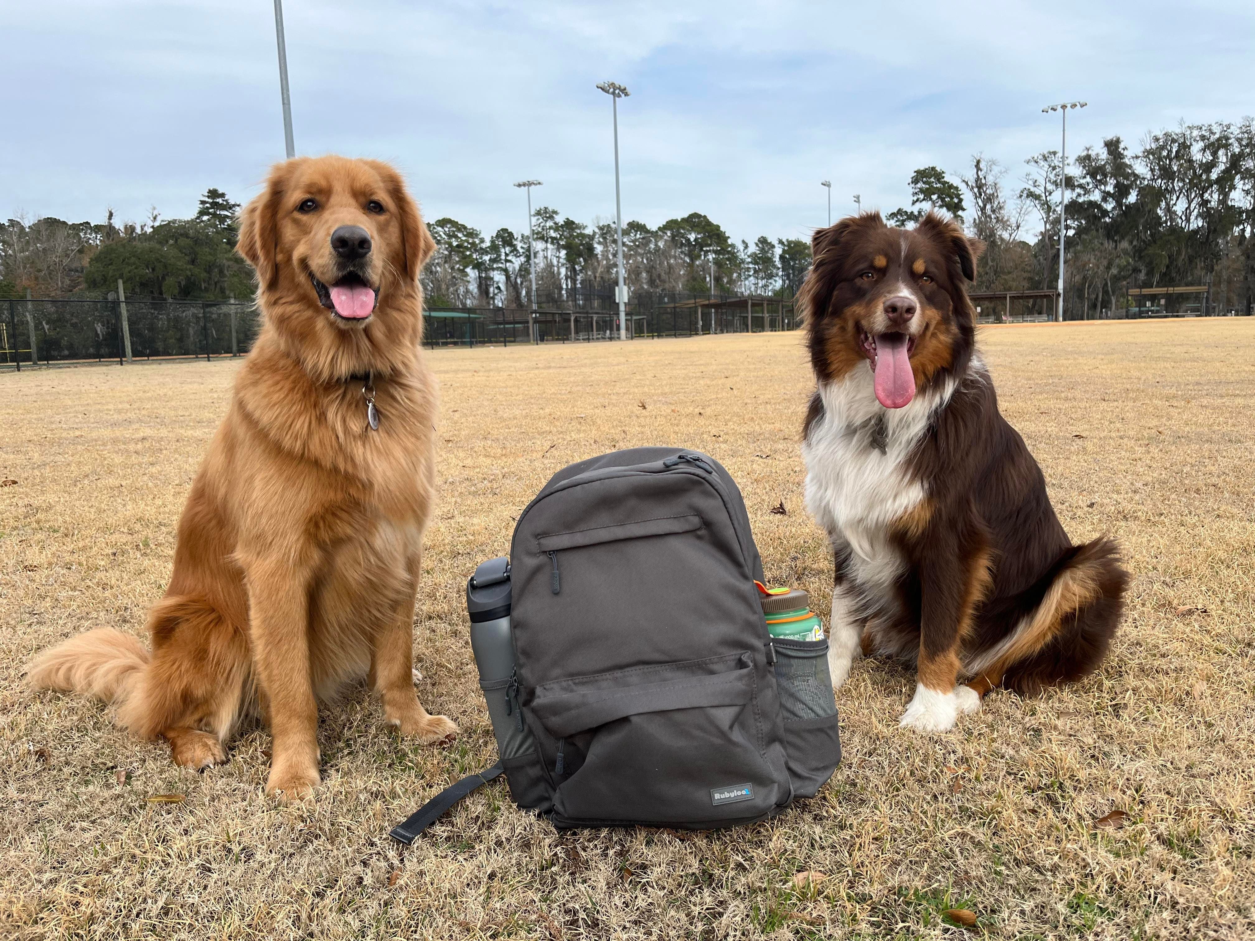 Dog with Bag