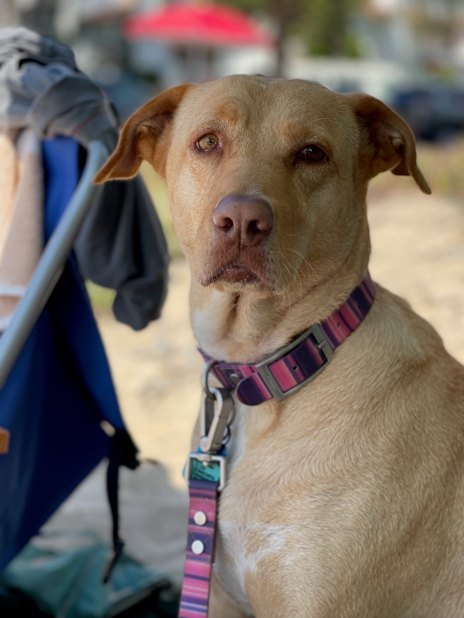 Dog with Bag
