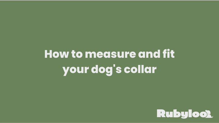 Waterproof Dog Collars – Washable Dog Collar, Stink-Proof & Durable
