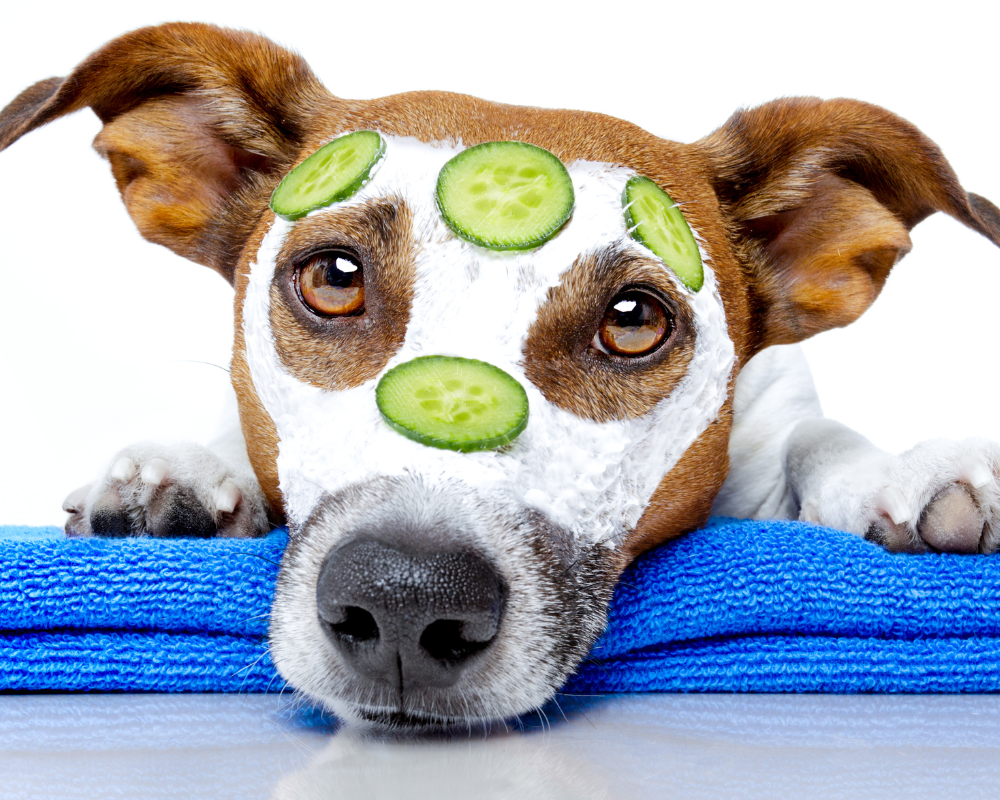 Dog with face mask and cucumbers