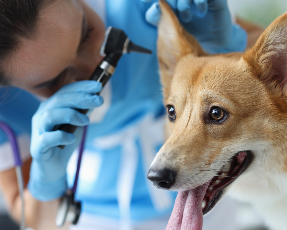 The Importance of Preventatives to Keep Your Pup Happy and Healthy