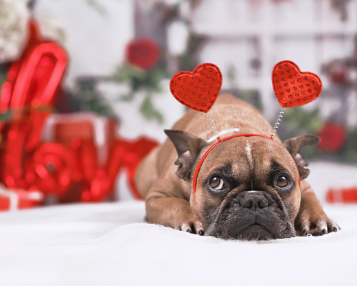 4 Ways to Show Your Dog Love This Valentine’s Day