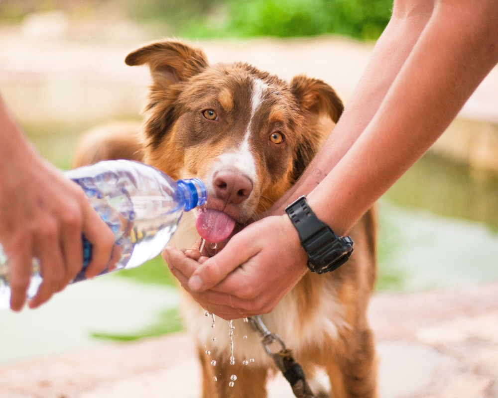 Keeping Your Dog Happy and Hydrated this Summer!