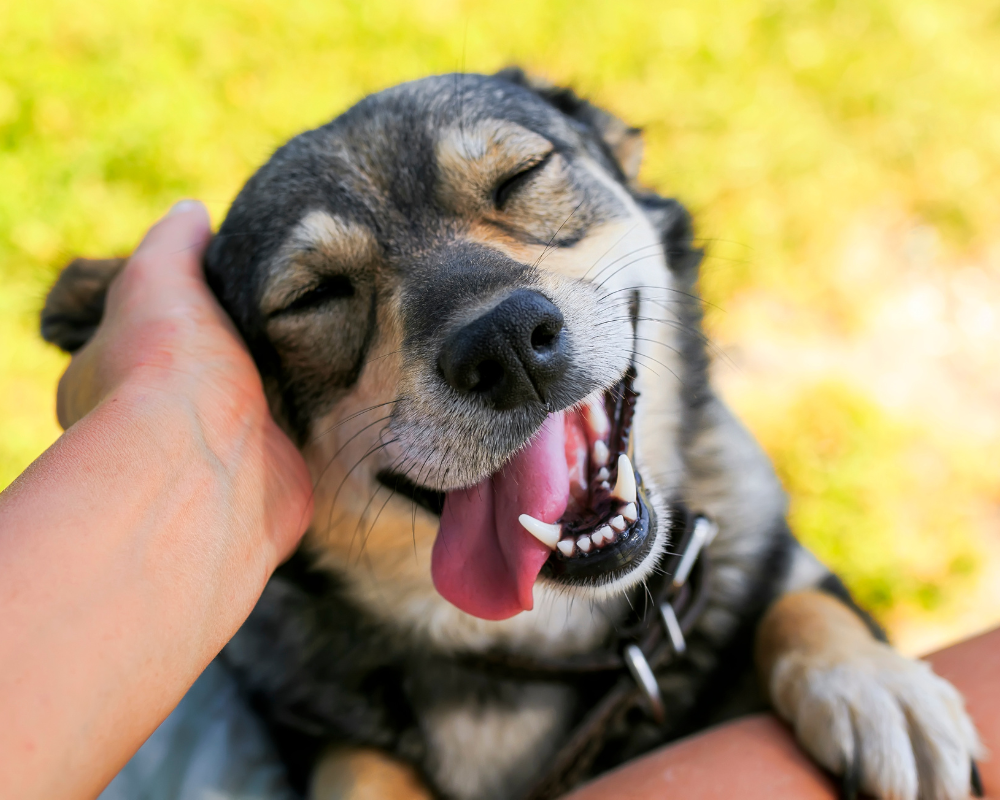 Cracking the Code: Understanding Your Pet's Body Language