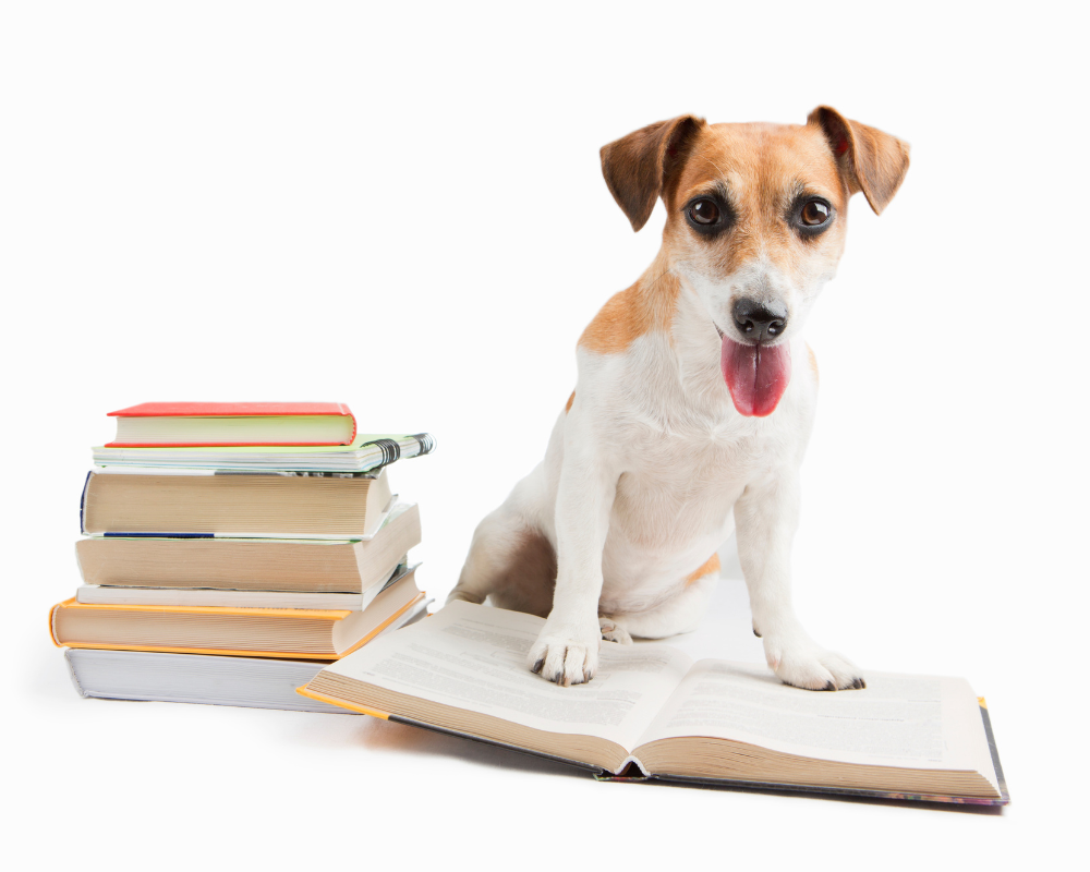 Back-to-School: Preparing Your Dog for Changing Routines