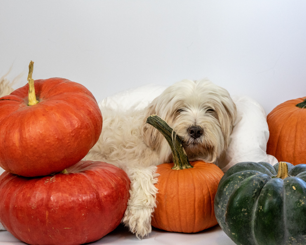 Pumpkin Season: The Benefits of Pumpkin for Your Dog