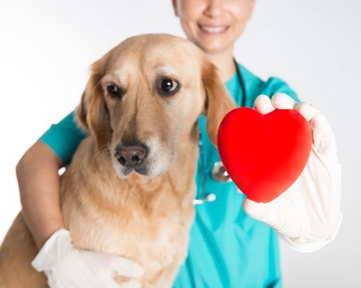 February is Heart Health Month: Keep Your Dog Protected