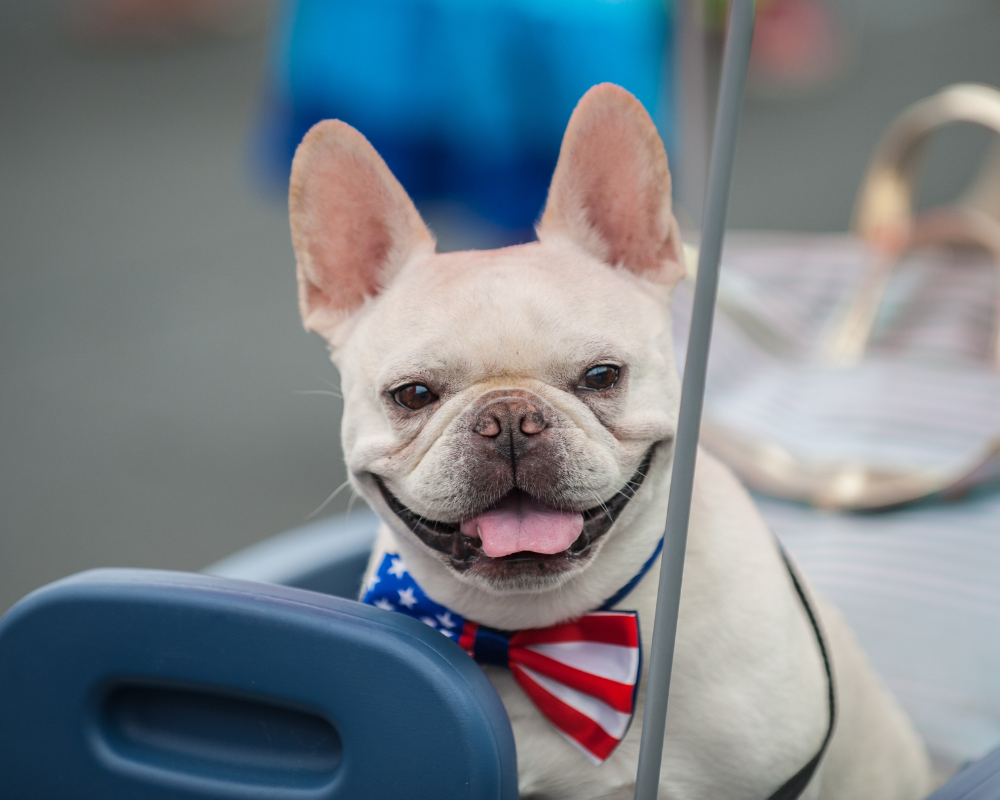 7 Tips to Prepare Your Dog for the Fourth of July