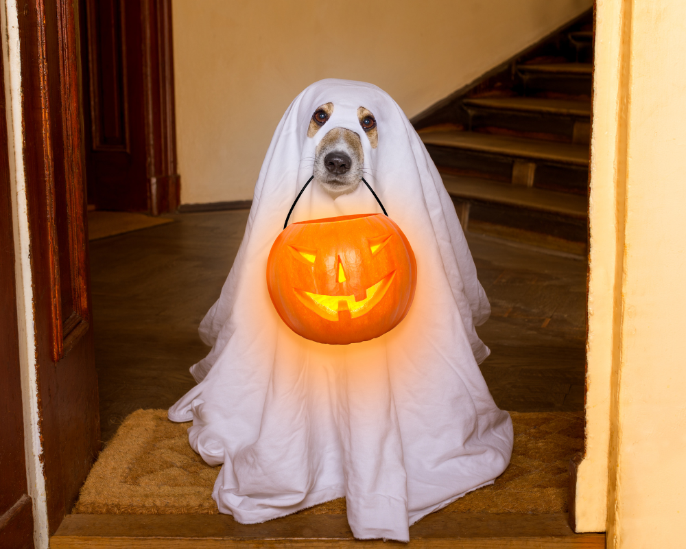 How to Prepare Your Dog for Trick-or-Treaters This Halloween