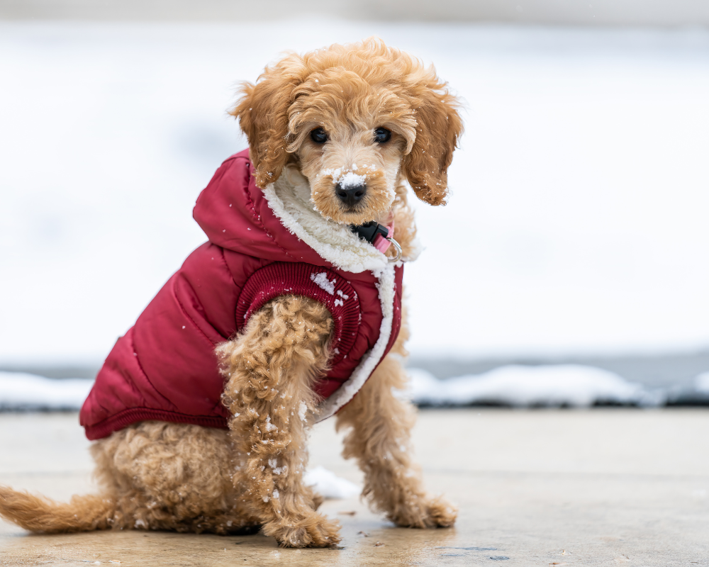 Preparing for Cold Weather: Tips for Keep Your Dog Warm