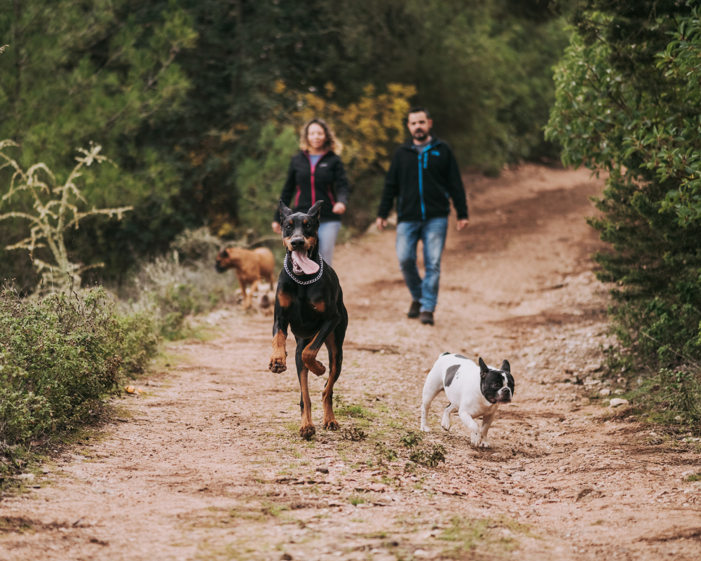 How to Protect Your Dog from Wildlife on Walks and Hikes