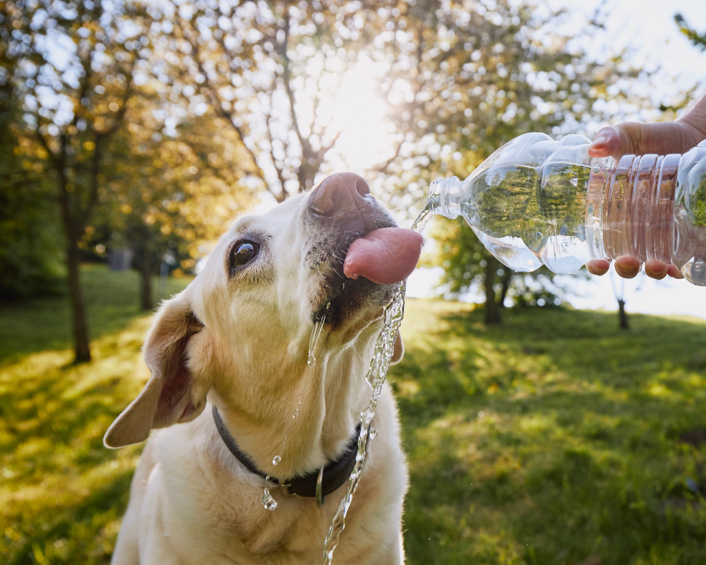 Recognizing and Preventing Heat Stroke in Dogs