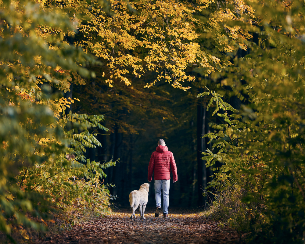 5 Tips to Keep Your Dog Safe This Fall