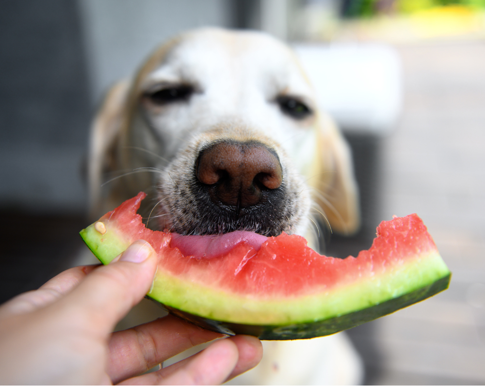 Seasonal Foods Your Dog Can Enjoy This Summer