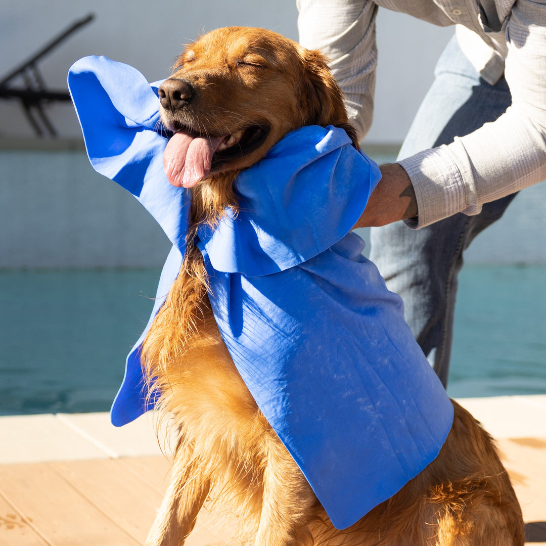 Best Dog Drying Towels for Large Breed Dogs