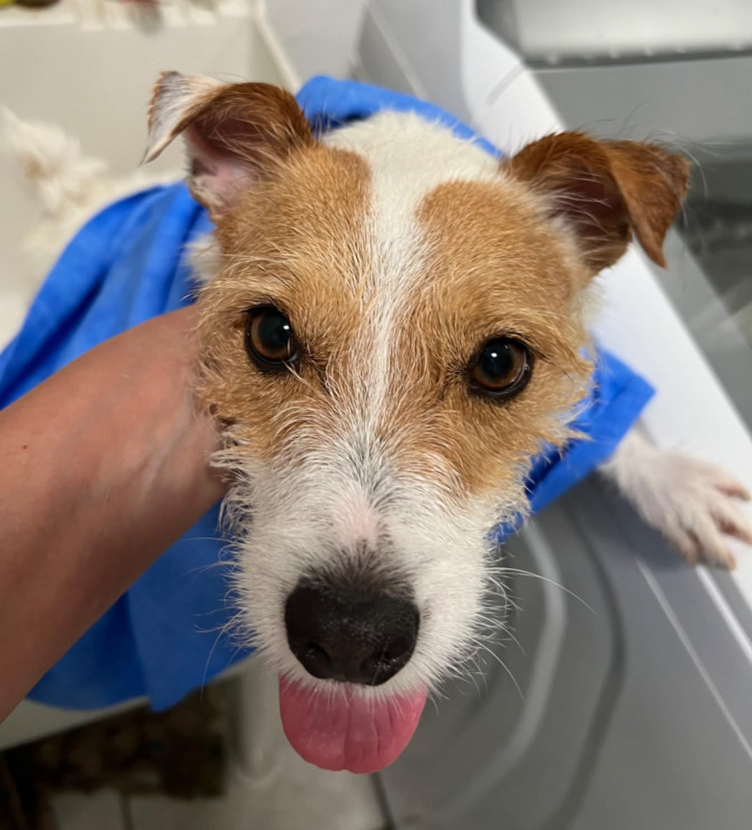 absorbing towel for dog