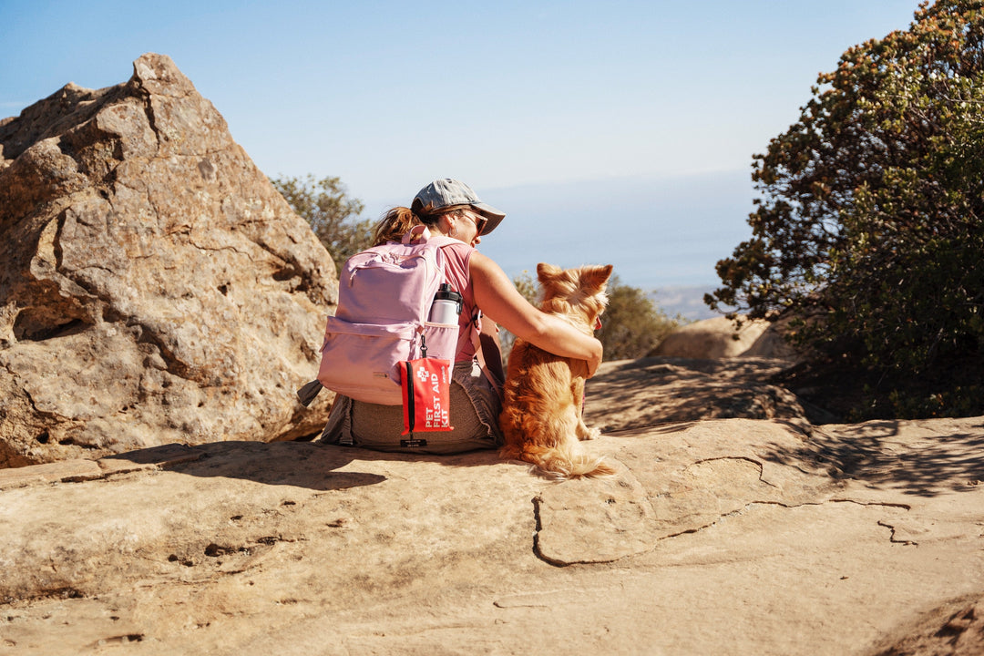 american cocker spaniel puppy