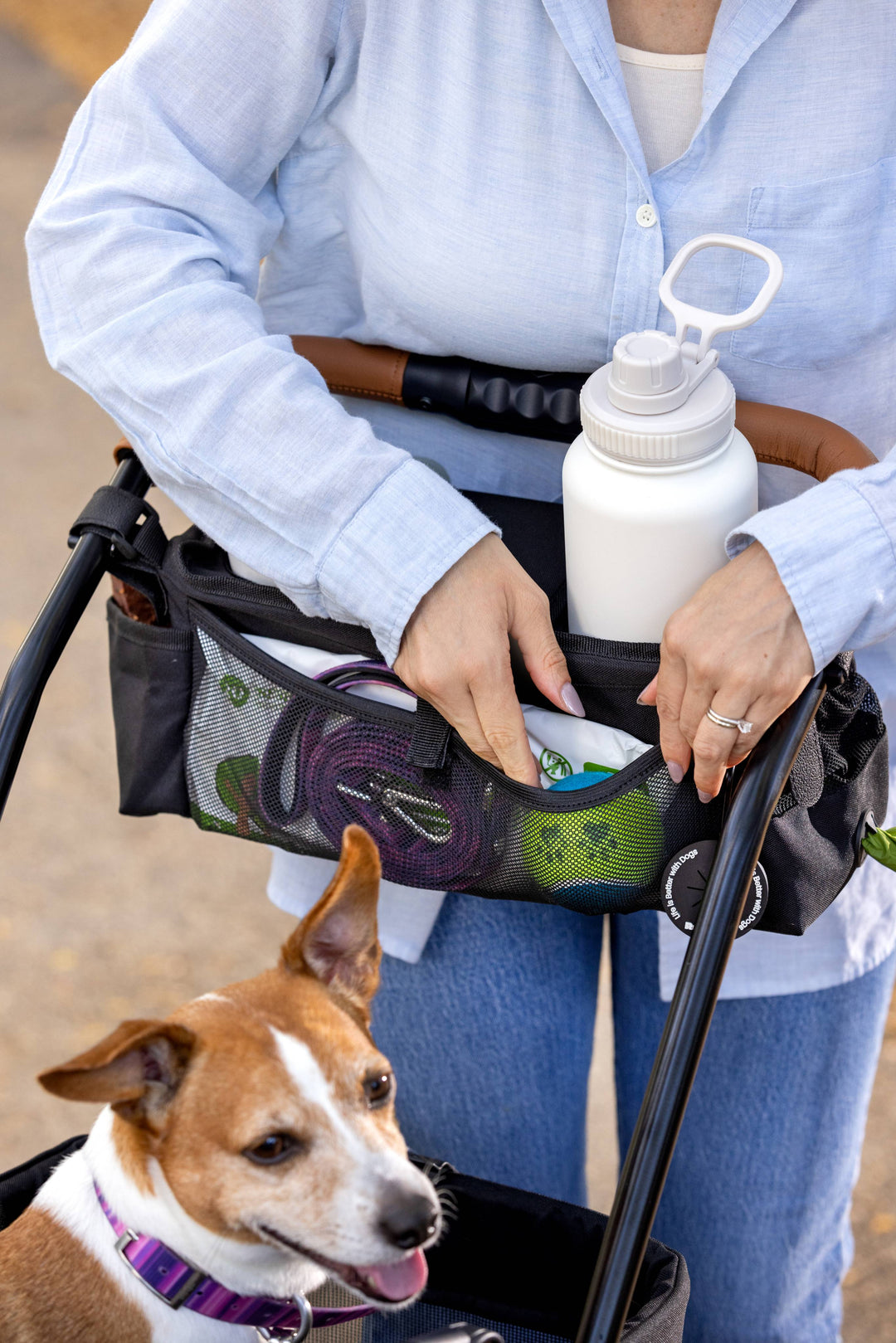 anxious dogs in cars