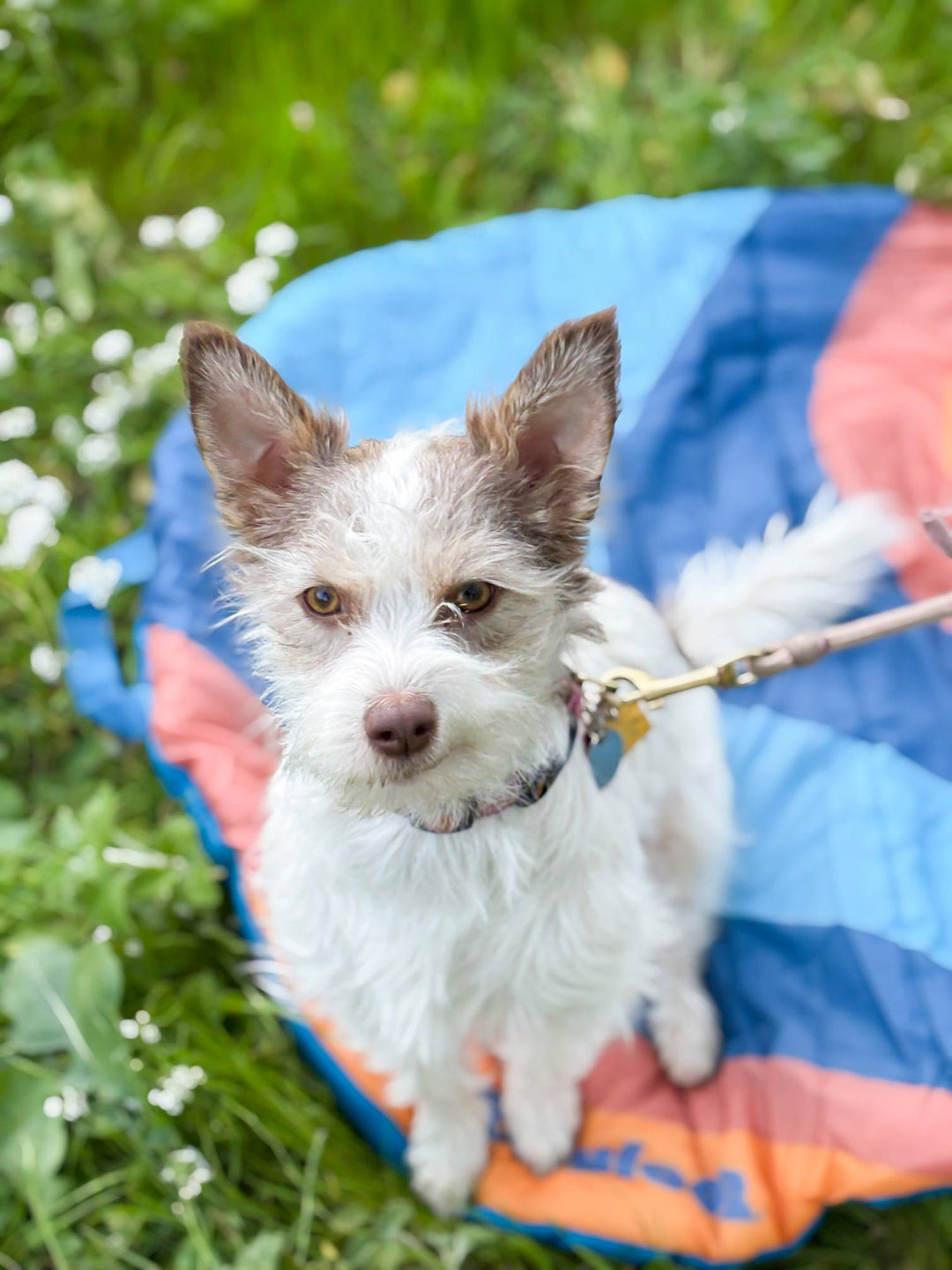 best sense of smell dog