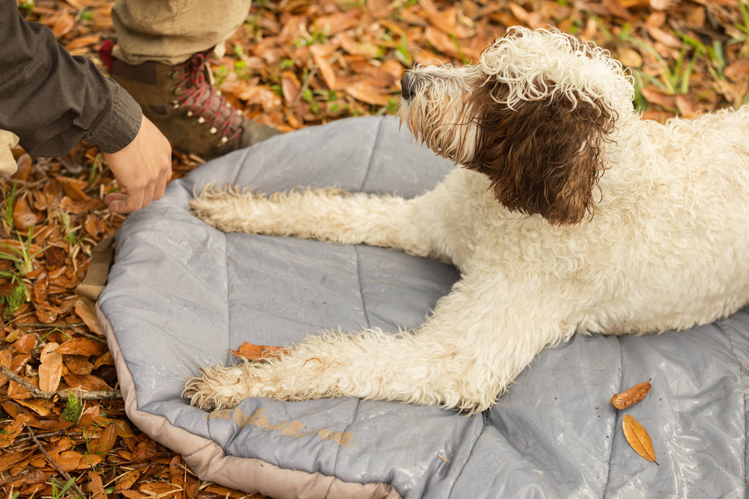 Best waterproof dog collar for swimming dogs.