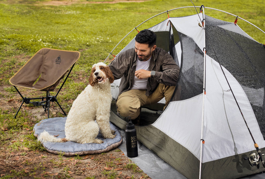 Bichon Poodle Guide: Everything New Owners Need
