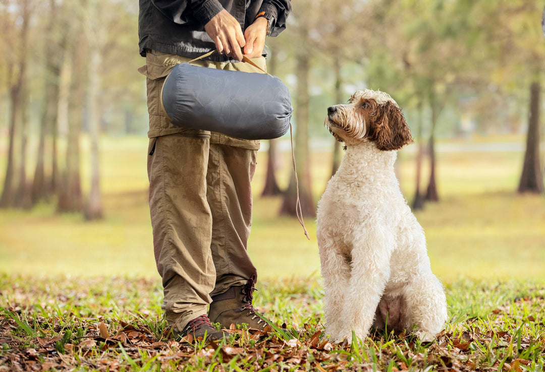 bichon frise poodle cross