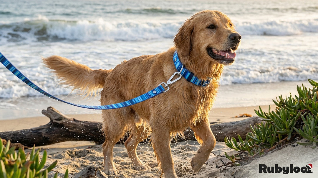 Cheapest stink-proof collar and leash combos.