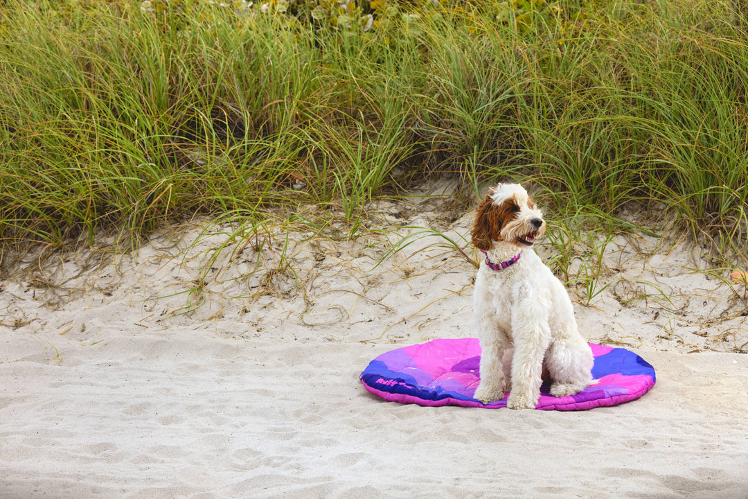 Cheapest waterproof collars for swimming.