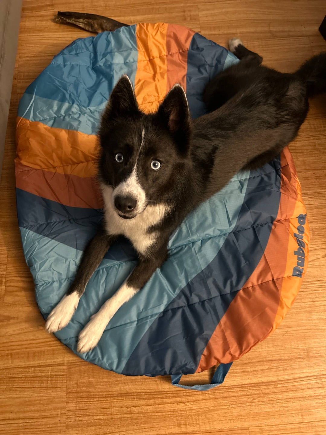 dog dad gifts under $100