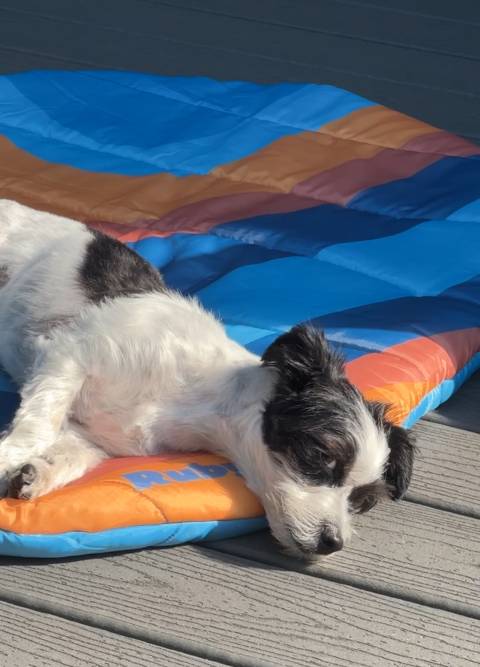 dog mom gifts under $50