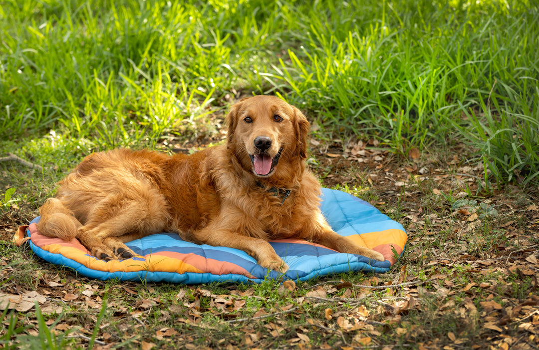 last-minute Father's Day gifts for dog dads