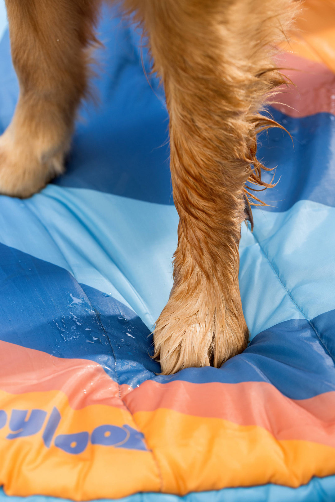 National Dog Dad Day gift ideas