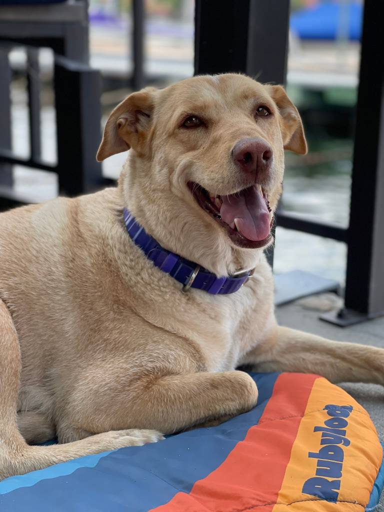 Pricing for mud-resistant leashes.