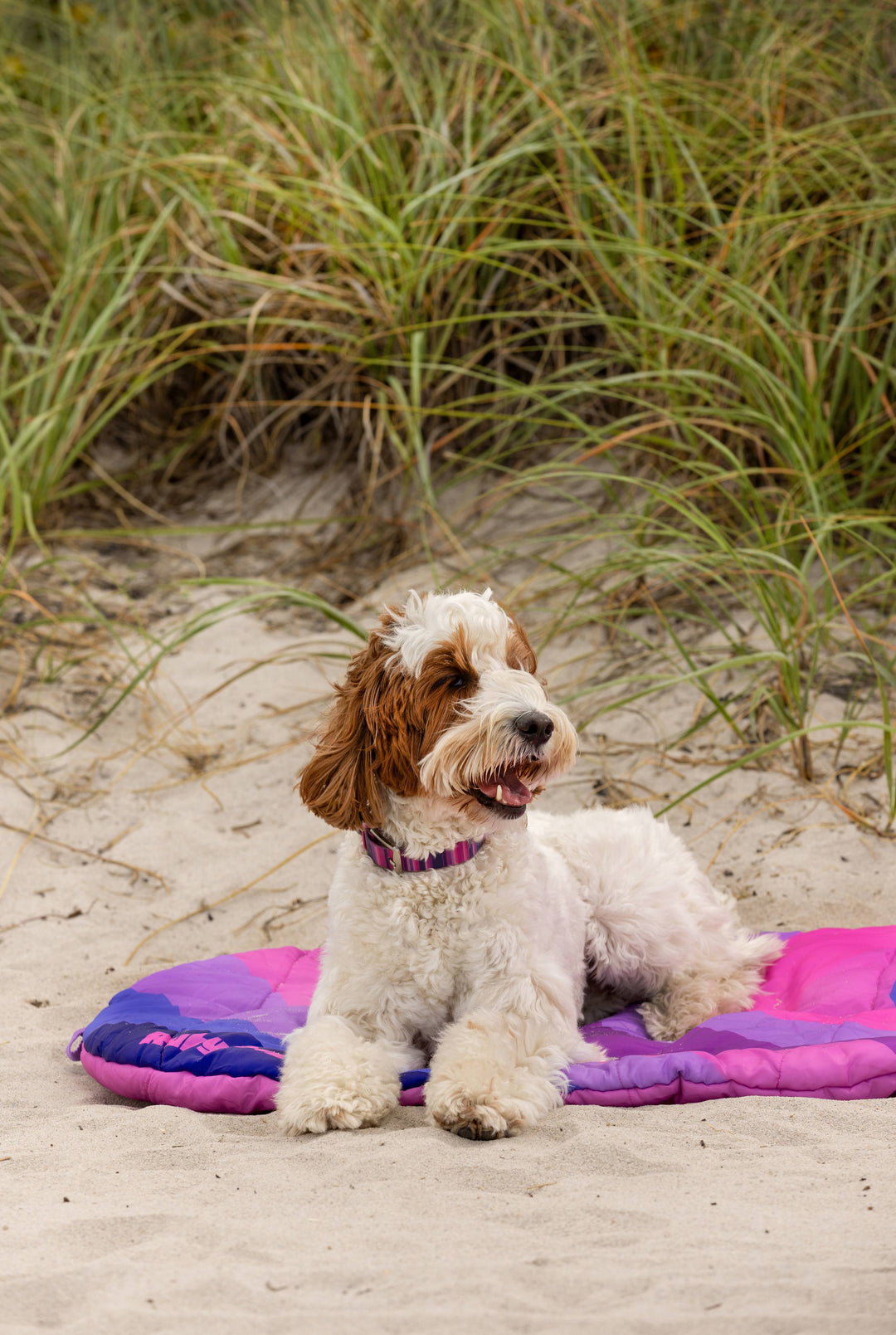 Top easy-clean leashes for active pups.