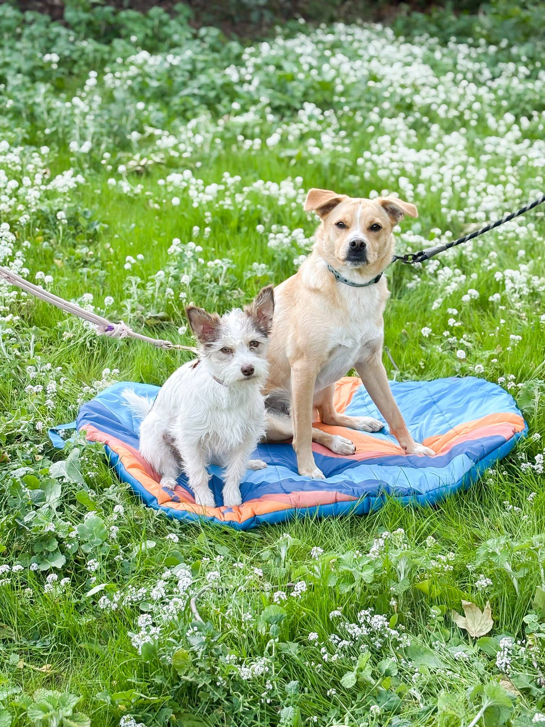 Top providers of waterproof dog gear.