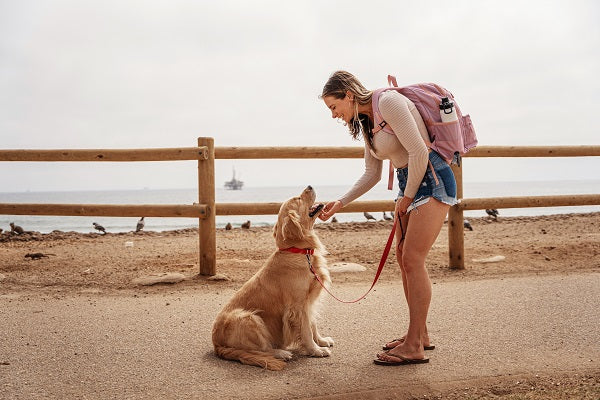 Biting Paws Dog Causes: Easy 2026 Guide to Quick Fixes