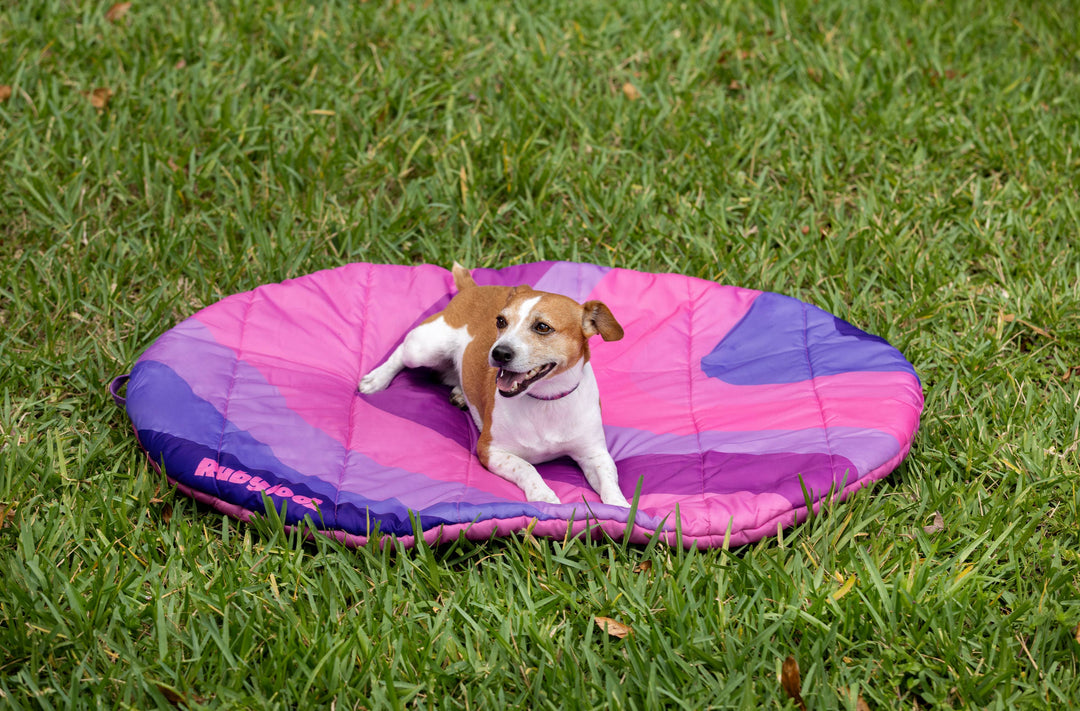 Waterproof dog collar vs regular nylon collar.