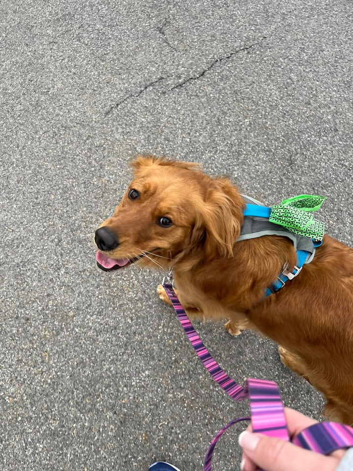 Waterproof Dog Collar & 6 ft Leash Set: Pink